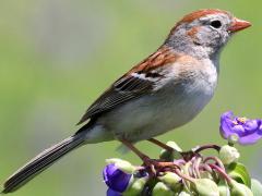 () (Field Sparrow) on Common Spiderwort