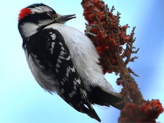 () (Downy Woodpecker) male on Staghorn Sumac
