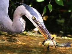 (Black Bullhead) (Great Blue Heron) catches