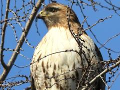 () (Red-tailed Hawk) perching front on Siberian Elm