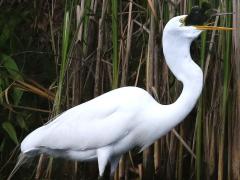 (Green Sunfish) (Great Egret) swallows