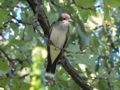 () (Eastern Kingbird) on Bur Oak