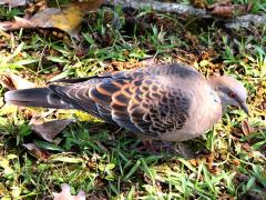 (Taiwan Oriental Turtle Dove) profile