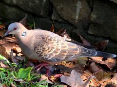 (Taiwan Oriental Turtle Dove) standing