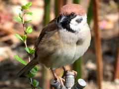(Asian Tree Sparrow) perching