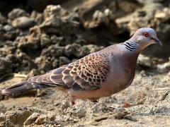 (Taiwan Oriental Turtle Dove) lateral