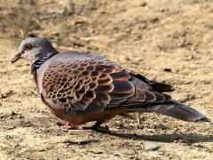 (Taiwan Oriental Turtle Dove) profile