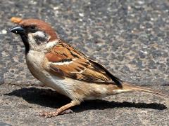 (Asian Tree Sparrow) profile