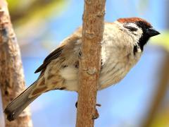 (Asian Tree Sparrow) perching