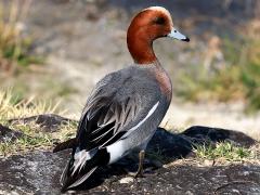 (Eurasian Wigeon) male rear