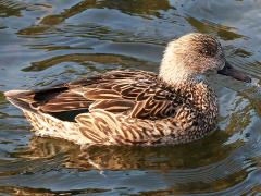 (Falcated Duck) profile on Falcated Duck