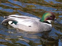 (Falcated Duck) profile on Falcated Duck