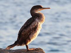 (European Shag) desmarestii basking