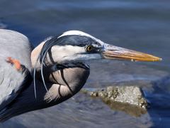 (Great Blue Heron) profile