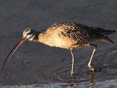 (Long-billed Curlew) forages