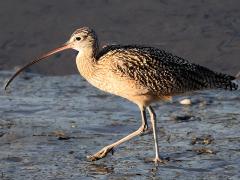 (Long-billed Curlew) walks