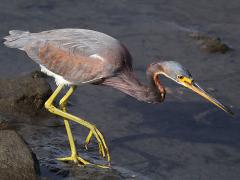 (Tricolored Heron) stalking