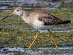 (Greater Yellowlegs) striding