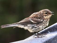 (Yellow-rumped Warbler) juvenile yawning