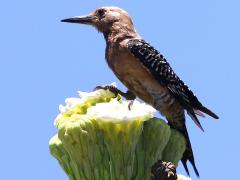() (Gila Woodpecker) male on Saguaro Cactus