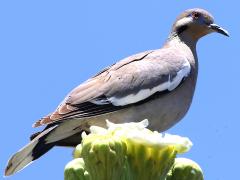 () (White-winged Dove) on Saguaro Cactus