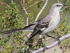 () (Northern Mockingbird) perching on Creosote Bush