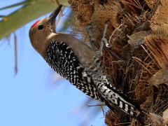 () (Gila Woodpecker) male on Date Palm