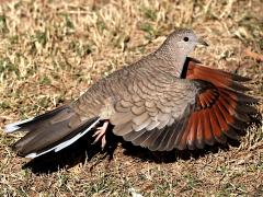 (Inca Dove) liftoff