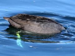 (American Coot) fishing