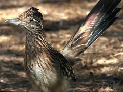 (Greater Roadrunner) bust