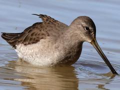 (Long-billed Dowitcher) lateral