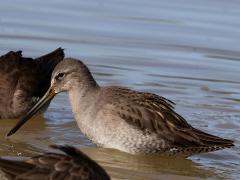 (Long-billed Dowitcher) profile