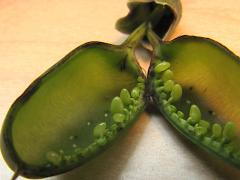 (Baptisia Seed Pod Weevil) eggs on White False Indigo