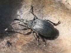(Baptisia Seed Pod Weevil) dorsal on White False Indigo