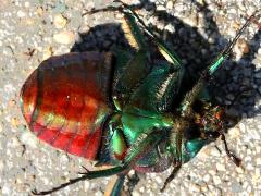 (Figeater Beetle) ventral