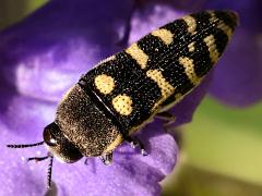 (Alicia Jewel Beetles) dorsal