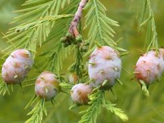 () (Cypress Twig Gall Midge) galls on Bald Cypress