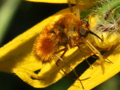 (Bombyliinae Bee Fly) dorsal