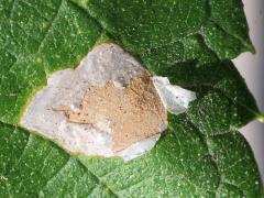 (Agromyza Leafminer Fly) upperside mine on Hackberry