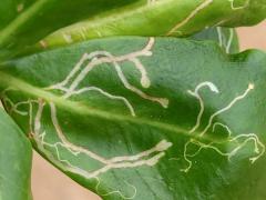 (Scaevolana Leafminer Fly) upperside mine on Beach Naupaka
