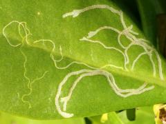 (Scaevolana Leafminer Fly) upperside mine on Beach Naupaka