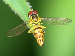 (Eastern Calligrapher) male