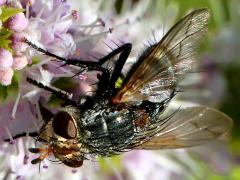 (Tachinini Bristle Fly) female lateral