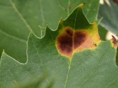 () (Sycamore Anthracnose) on American Sycamore
