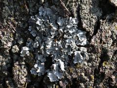 () (Parmelioideae Shield Lichen) on Honey Locust