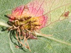 () (Cedar-Hawthorn Rust) underside aecia on Callery Pear