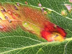 () (Cedar-Hawthorn Rust) upperside spots on Callery Pear