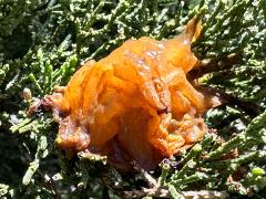 () (Cedar-Apple Rust) side gall on Eastern Red Cedar