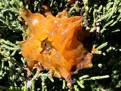 () (Cedar-Apple Rust) top gall on Eastern Red Cedar