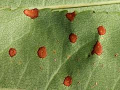 () (Cherry Leaf Spot) underside on Black Cherry